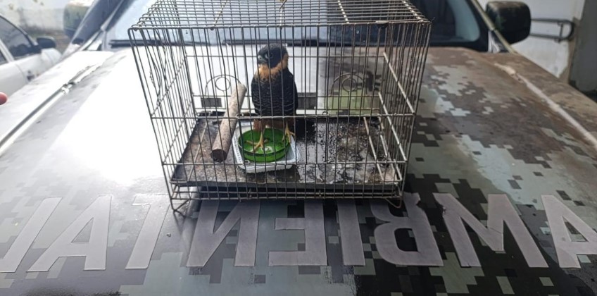 BM: Secretaria de Meio Ambiente resgata ave no bairro Saudade